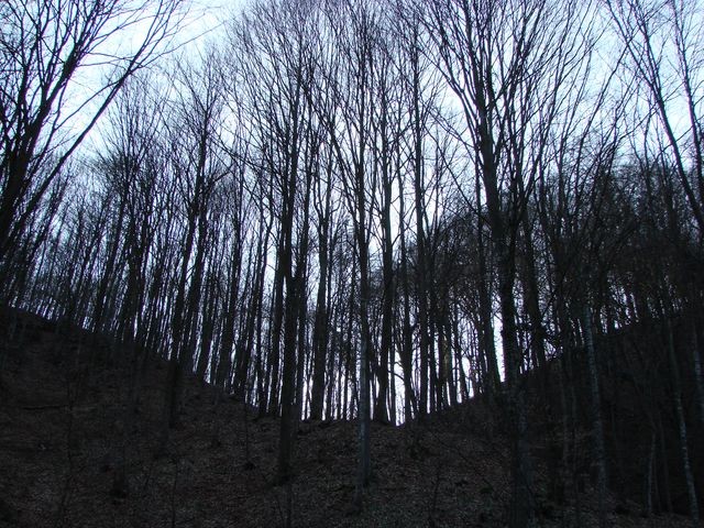 gola šuma